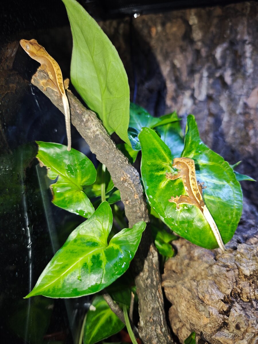 Terária s obyvateli - 6