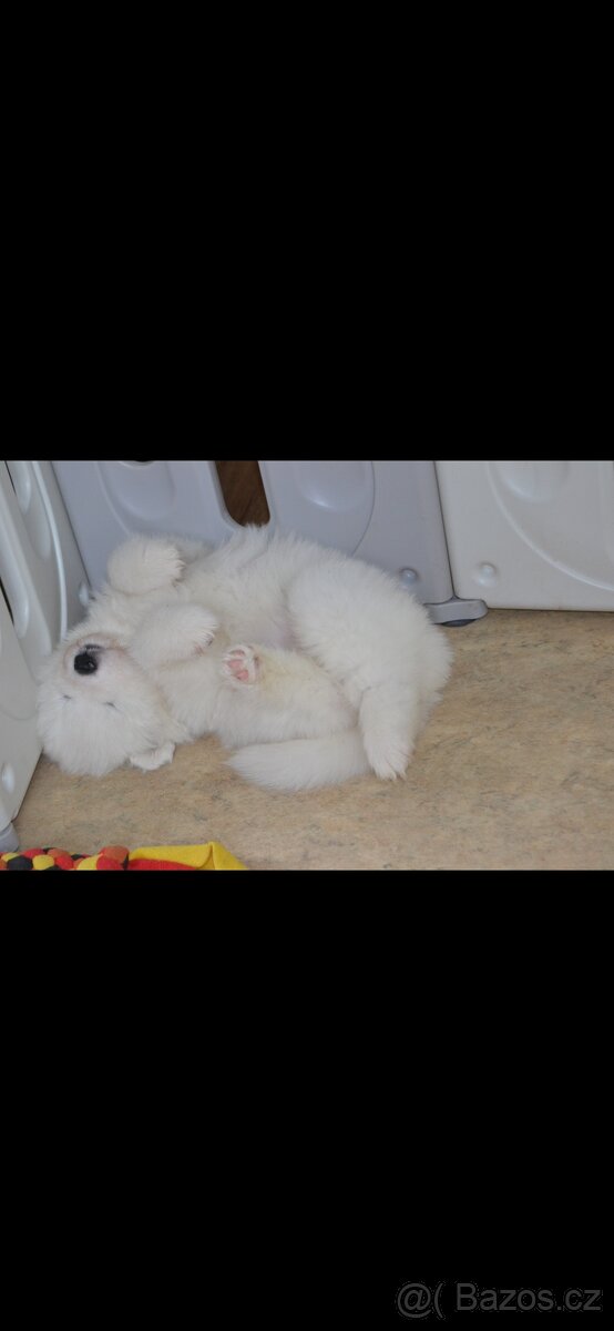 Fenky Samojeda FCI - 6