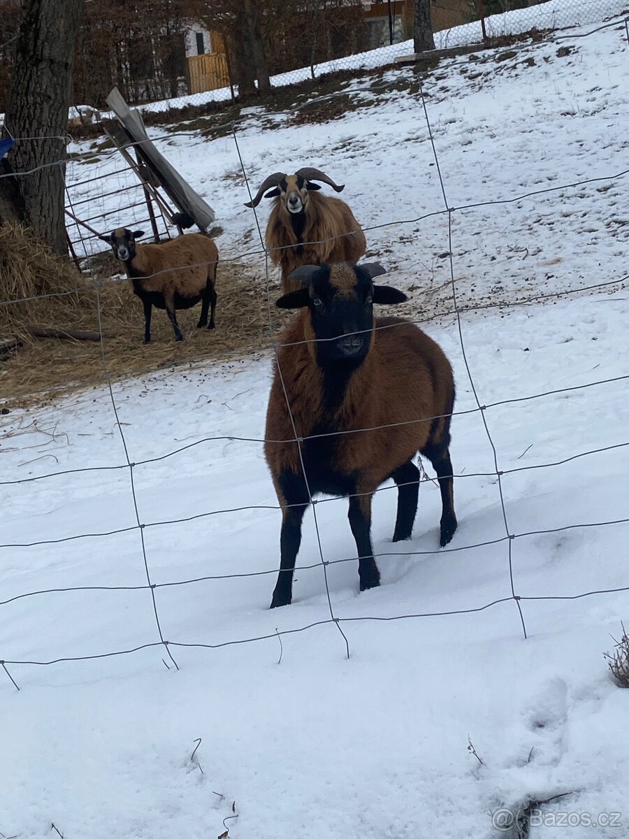 Kamerunský beran - 6