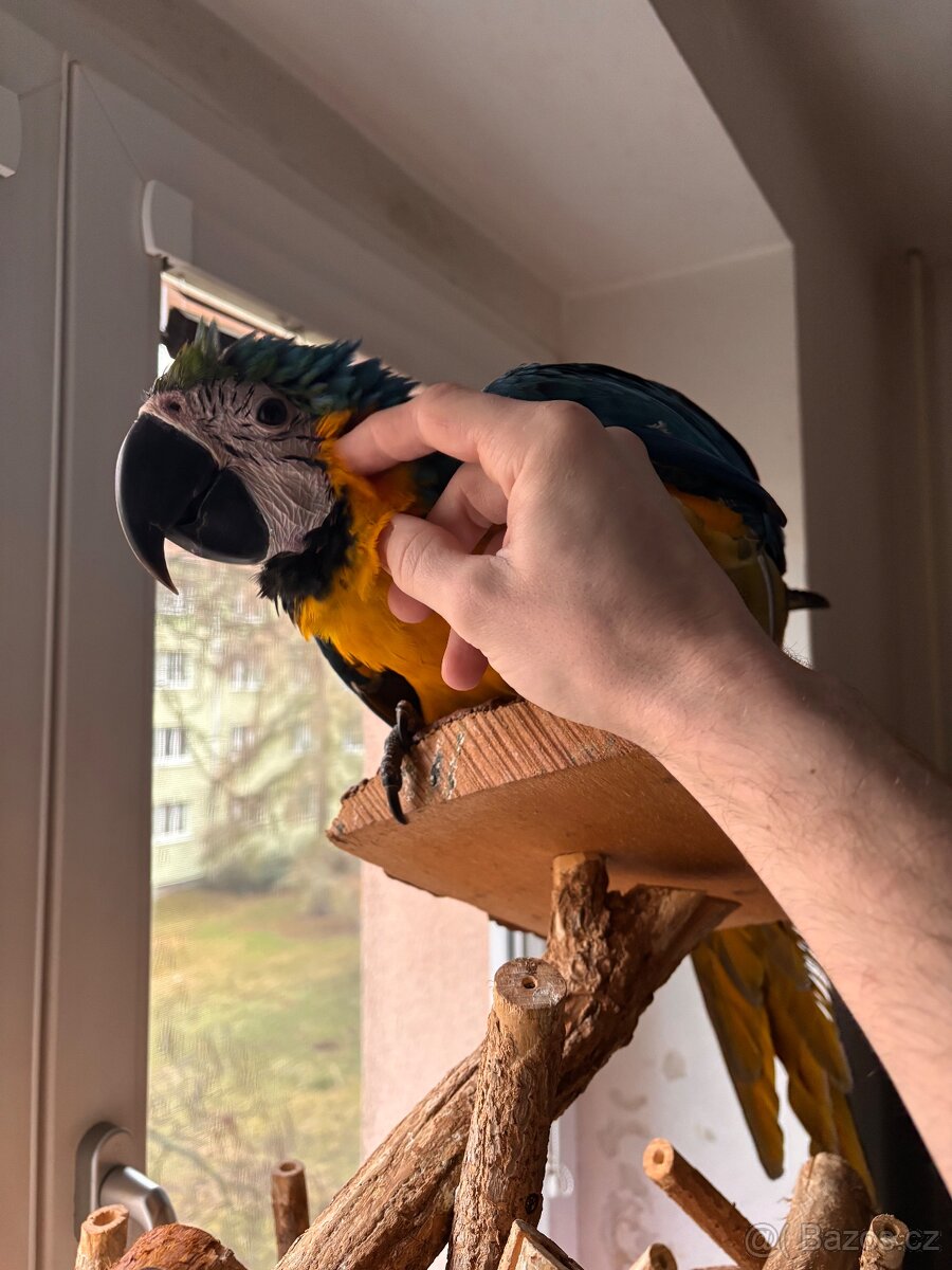 Prodám Ara Ararauna - 6