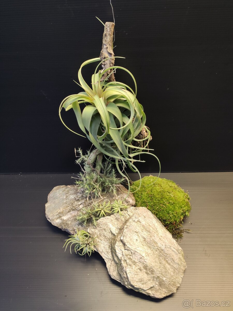 bromelie tilandsie - 6