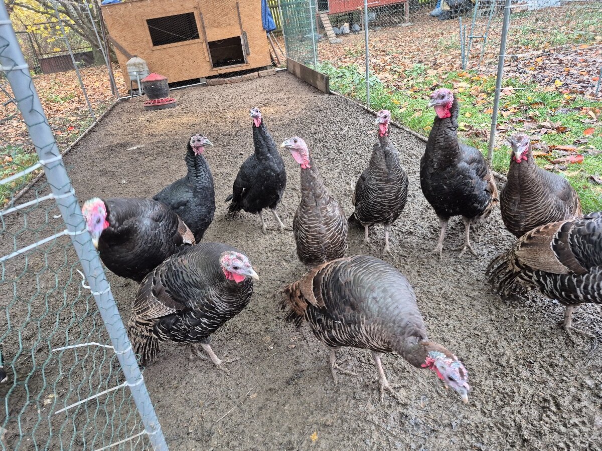 Krůty a krocani bronzovo-černí 6 měsíců - 6