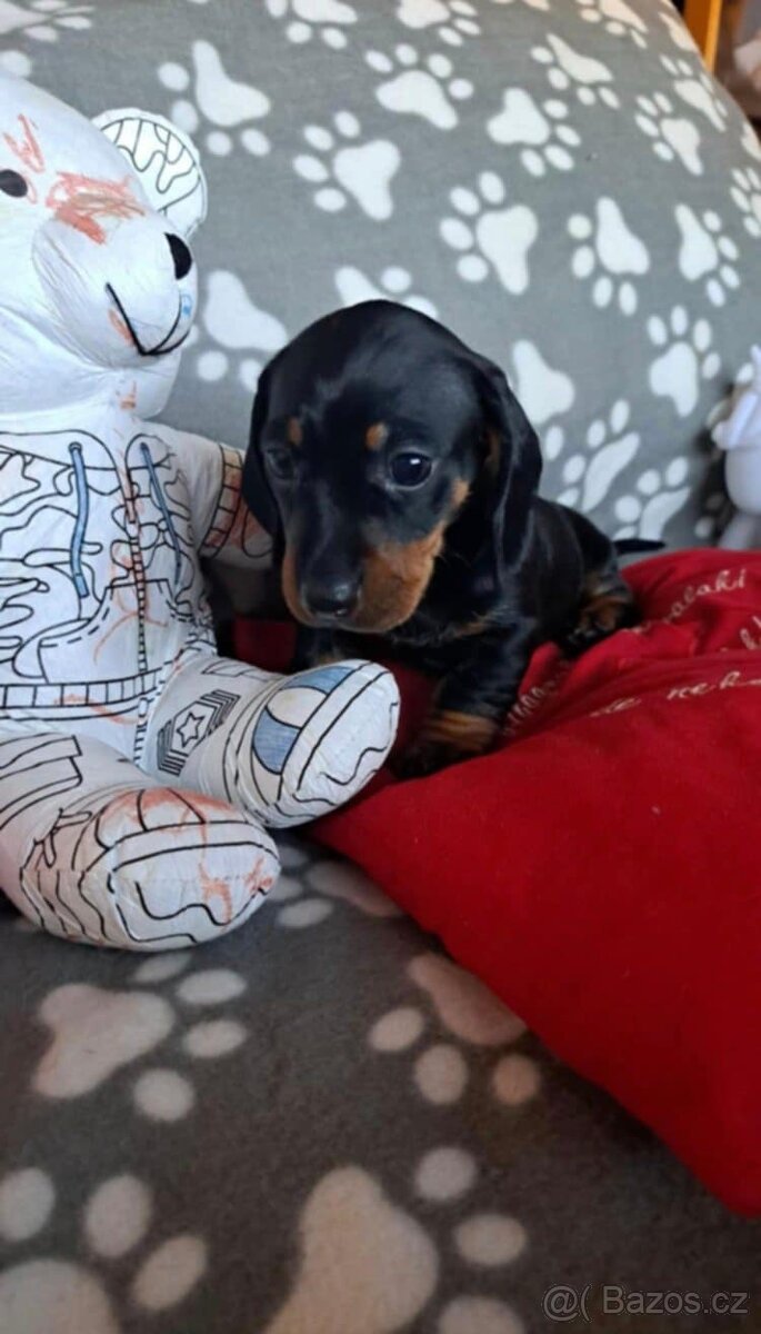 Jezevčík trpasličí - 6