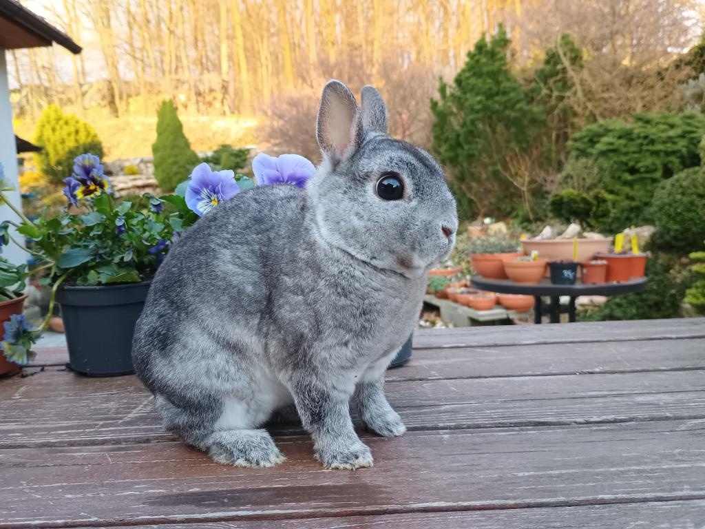 Zakrslý rexík činčilový - 6