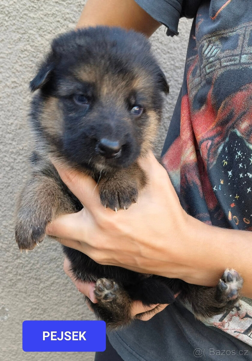 Německý ovčák-štěňátka typ Rex k rezervaci-odběr říjen - 6