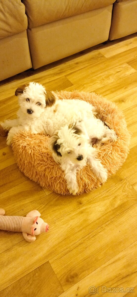 Čínský chocholatý pes - 6