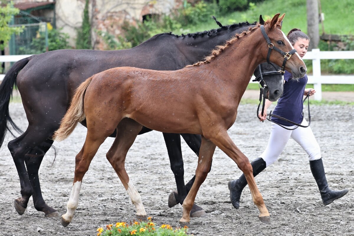 Klisnička po One And Only (Don VHP) - 6