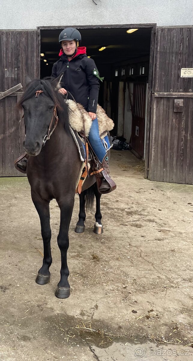 Milionový valach - 6