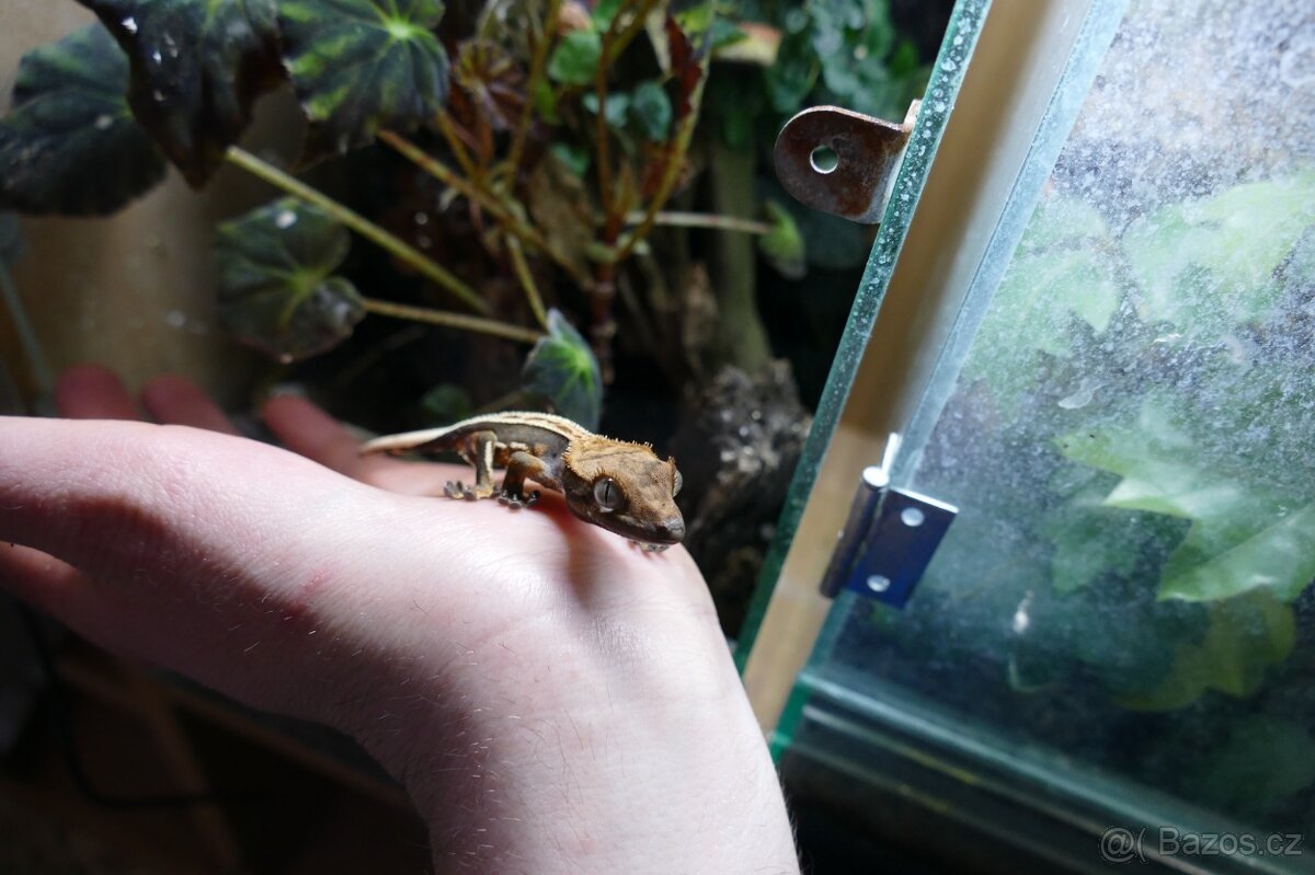 Pagekon řasnatý, Anolisové - 6