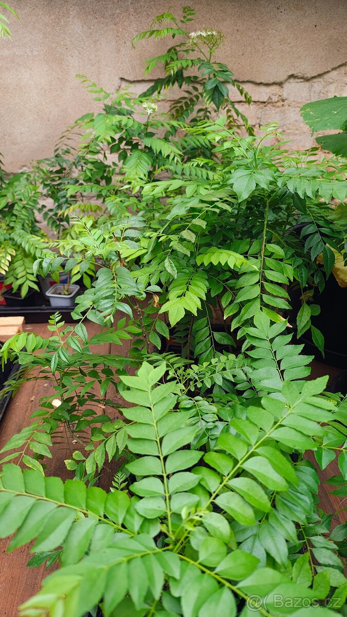 Murraya Koenigii (Bergera), Kari stromek, Currybaum - 6