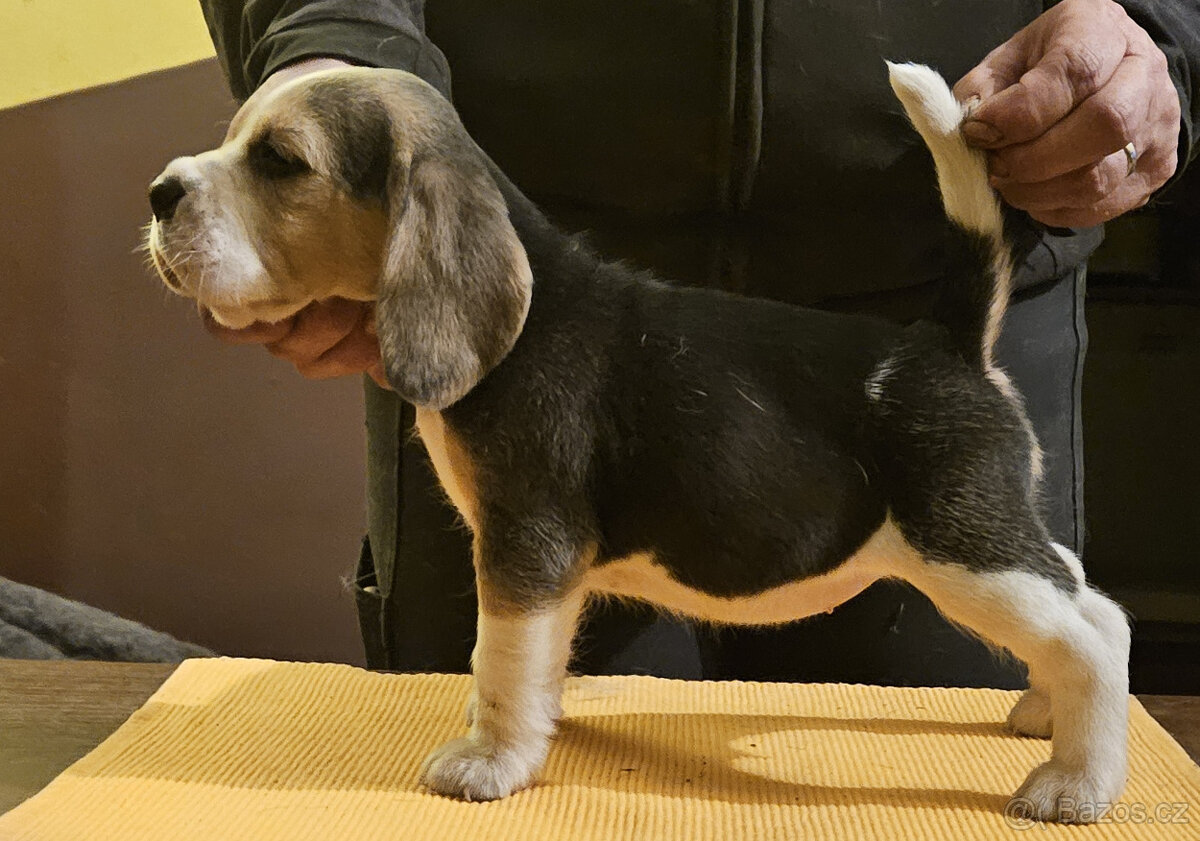 Bígl štěňátka - 6