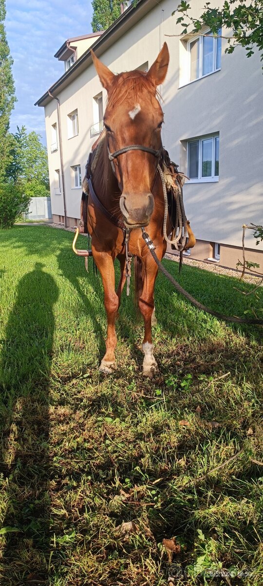 Prodej květen- červen - 6