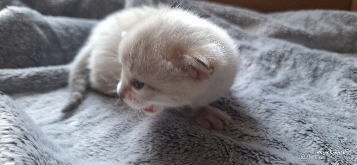 Bengálská kočička do chovu s PP - 6