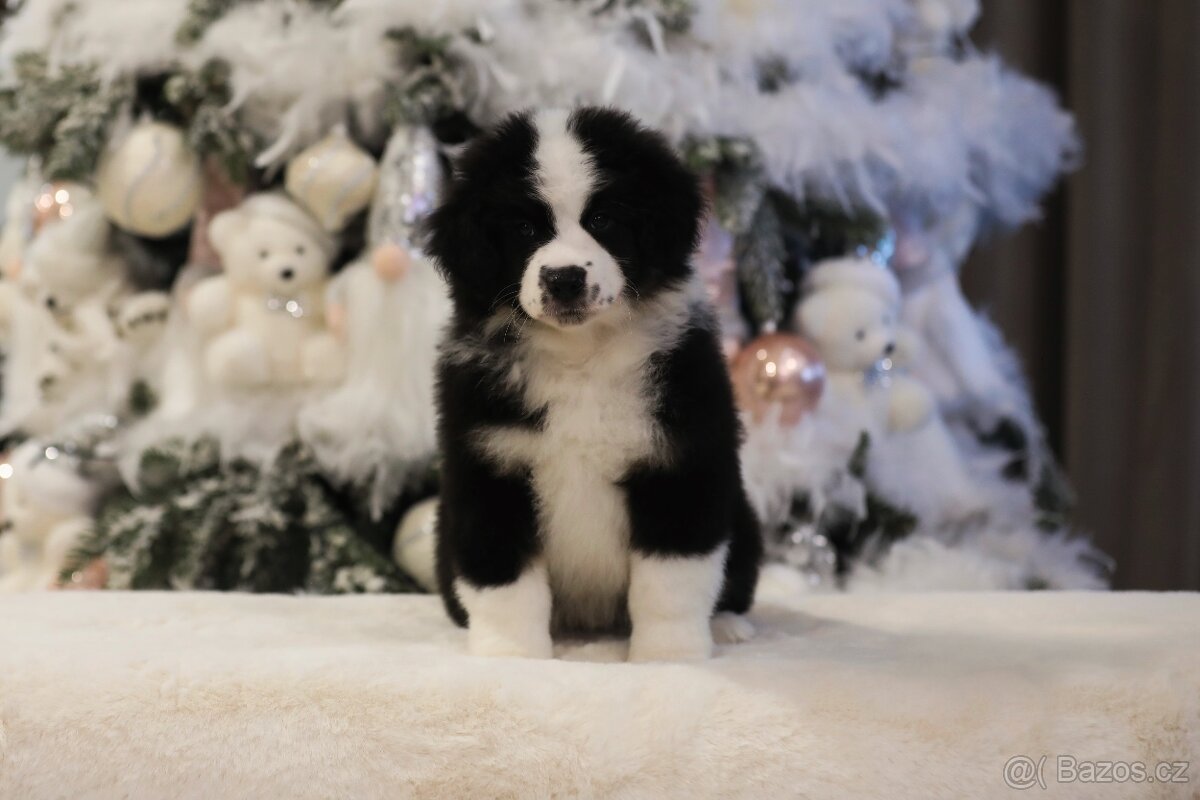 Miniaturní americký ovčák - 6