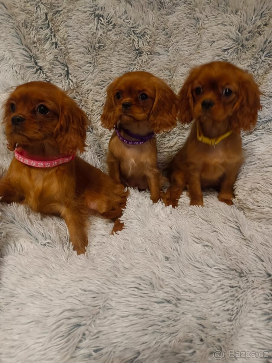 Kavalír King Charles Španěl - 6
