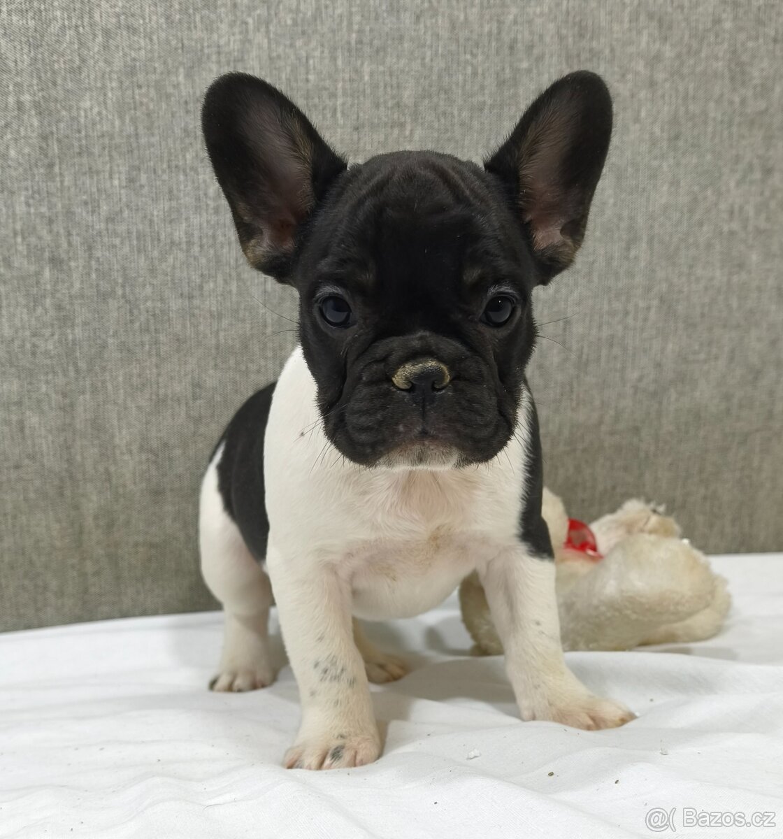 Francouzsky buldoček - 6