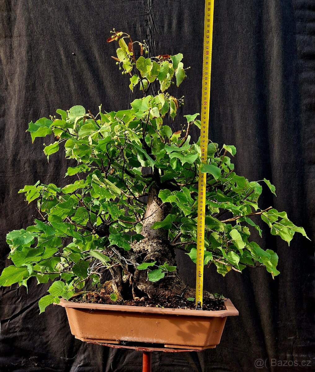 Bonsai, Bonsaj - Lipa srdcita Top - 6