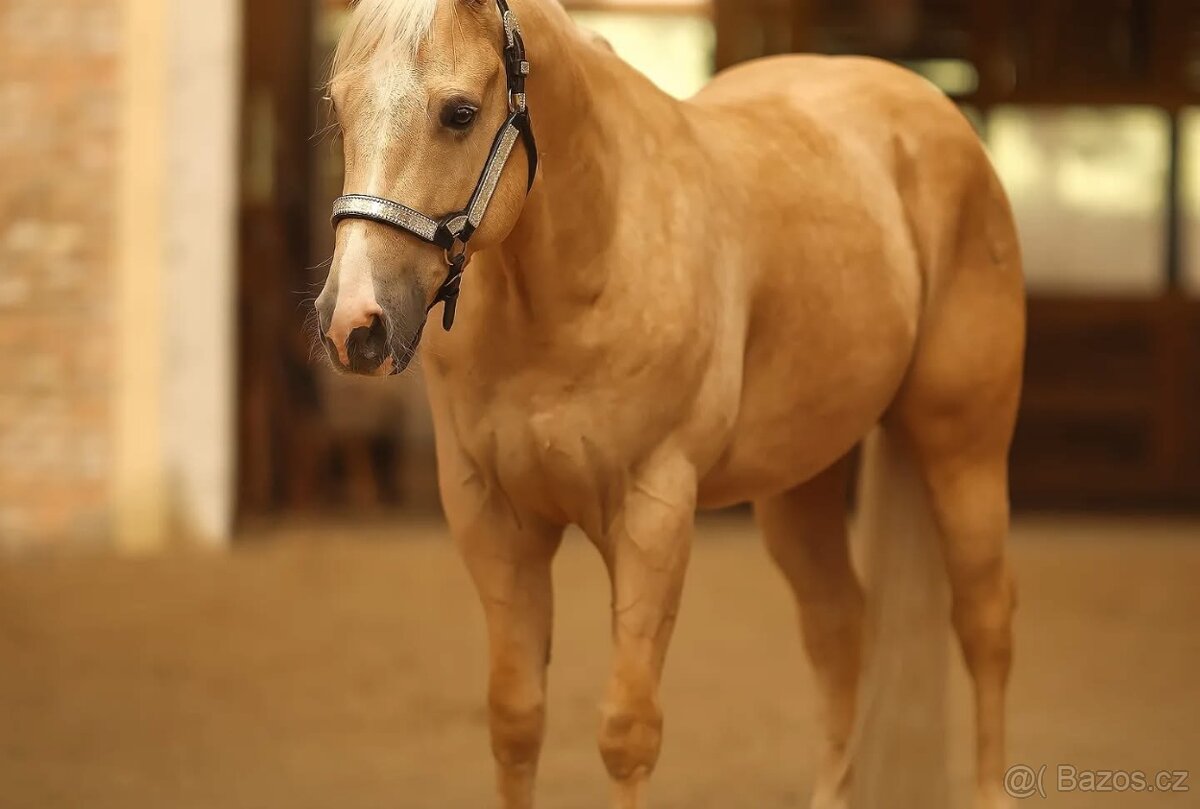 Na prodej 7letý valach plemene Quarter Horse (QH) - 6