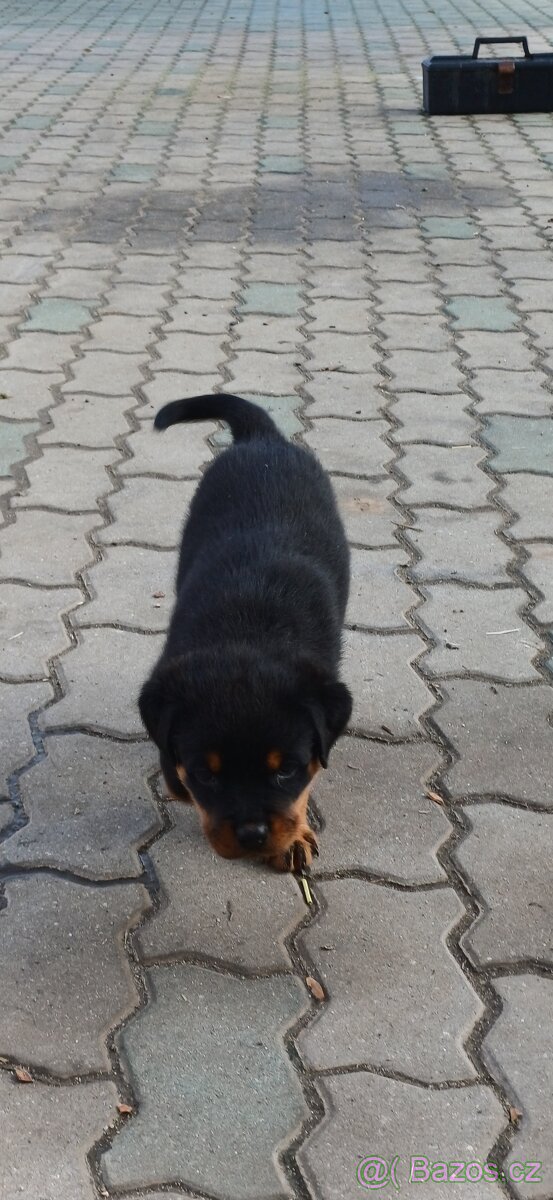 REZERVACE Štěňata rotvajler bez PP - 6