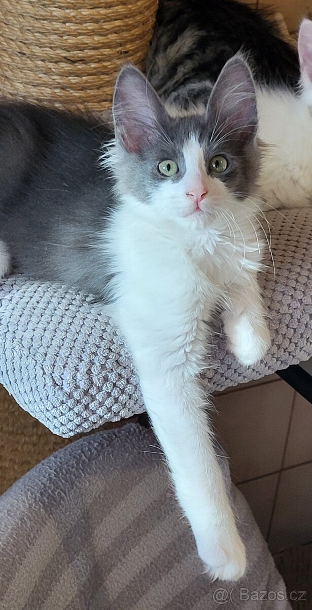 Turecká angora- koťátka s PP - 6