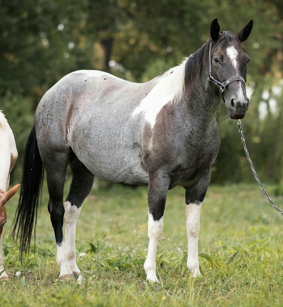 Paint Horse klisna po Cat Prints - 6