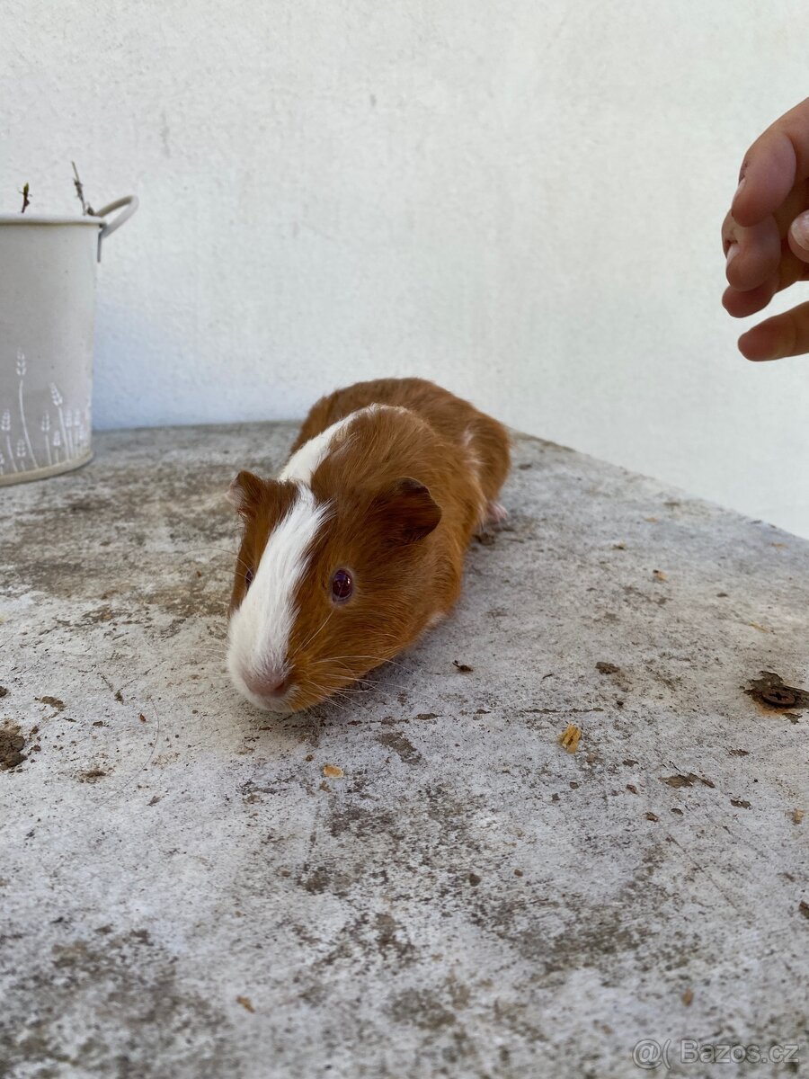 Prodám morčata - 6