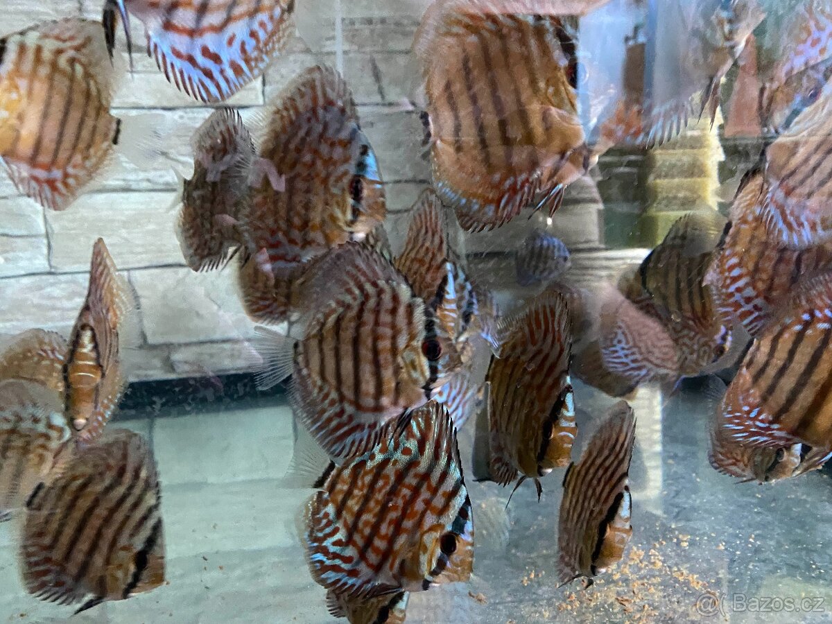 Discus, terčovci RED Tyrkys - 6