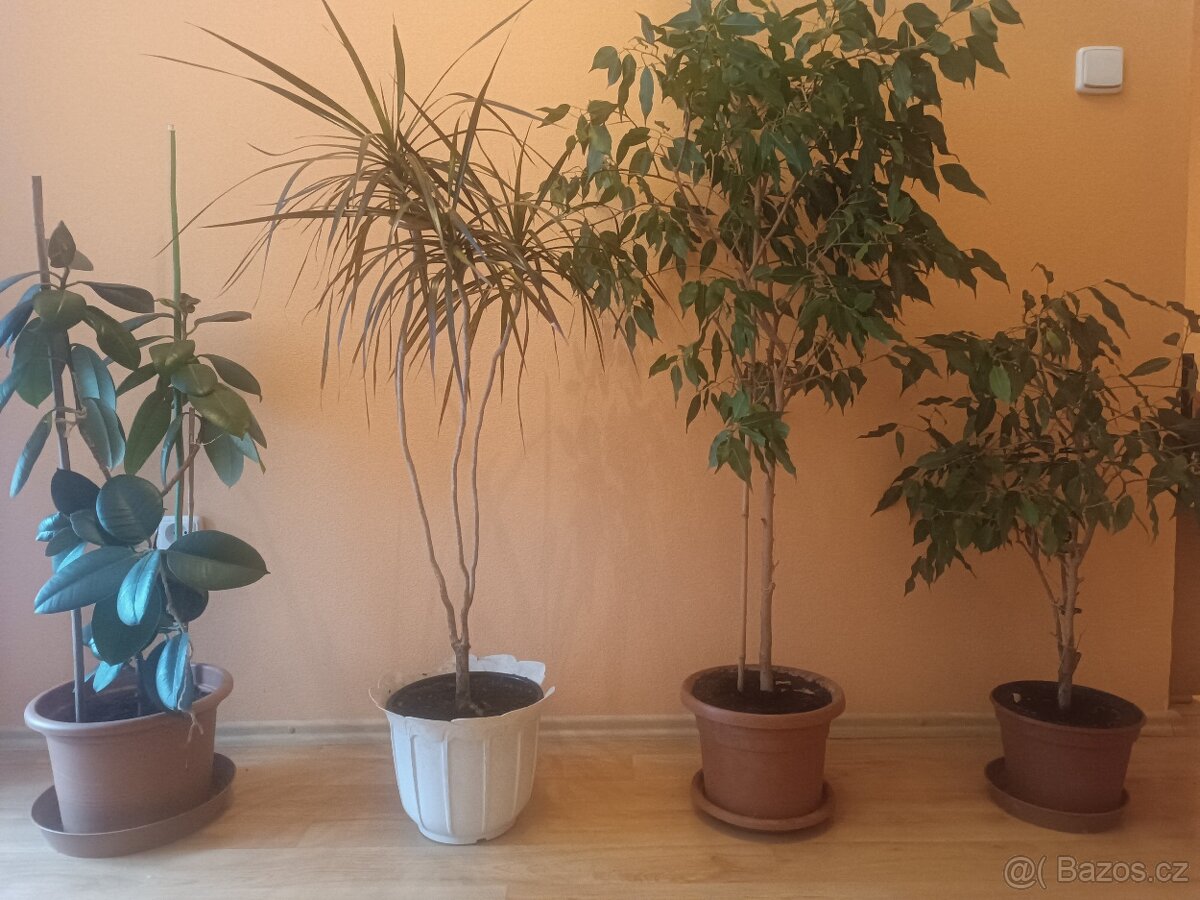 Prodám tlustice + palmy + jiné rostliny - 6