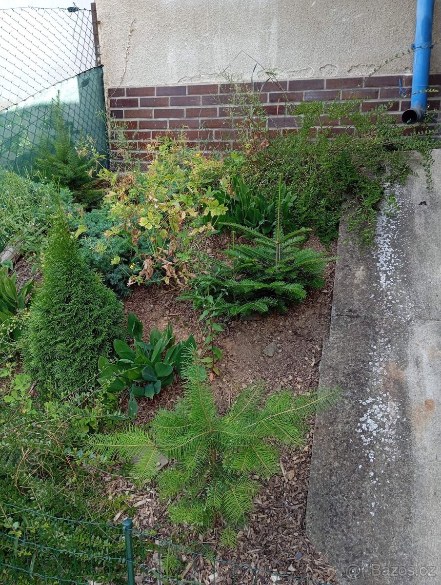 Velké množství rostlin - 6