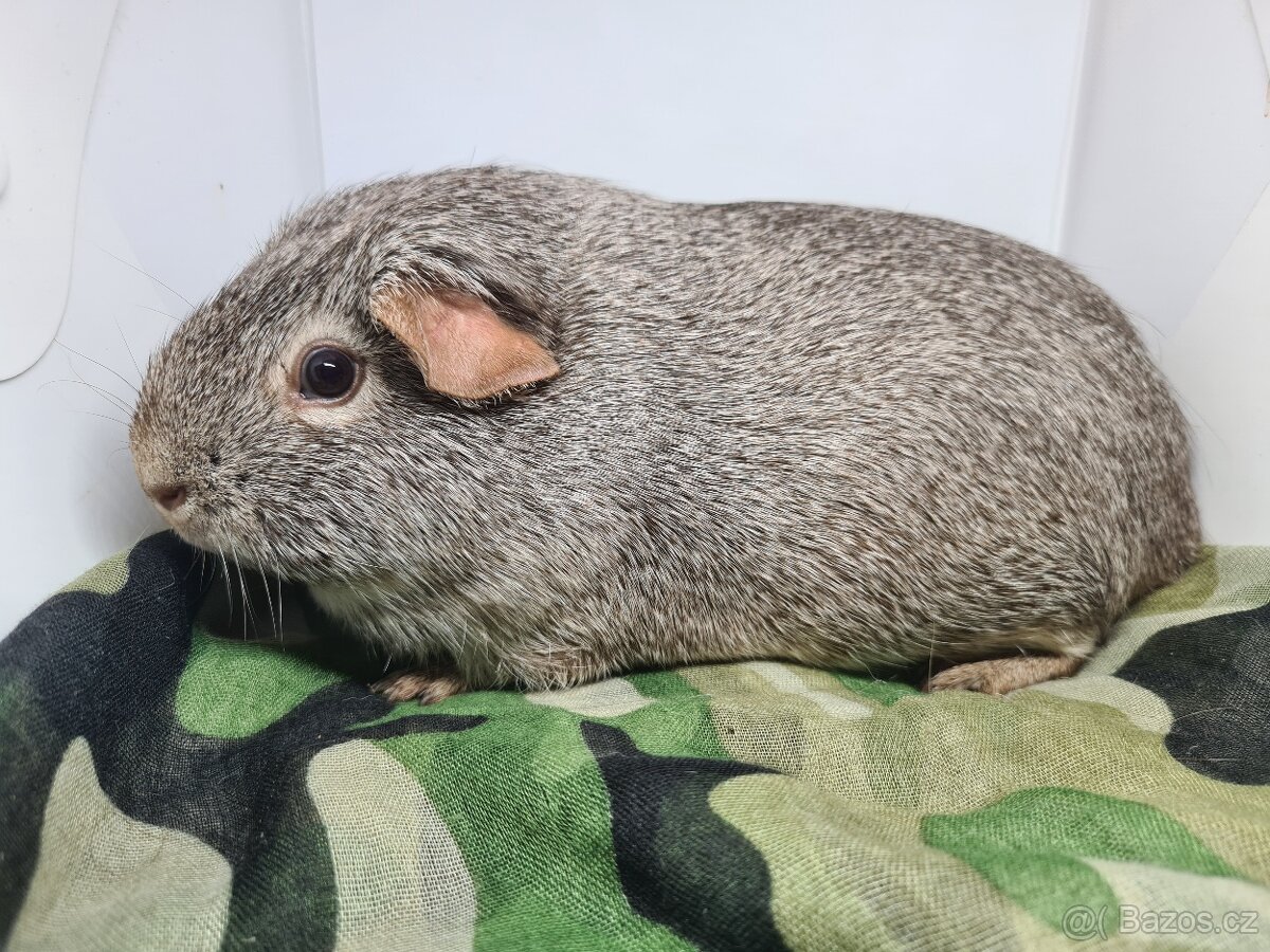 Morčata s pp, holcicky, jiz k odberu - 6