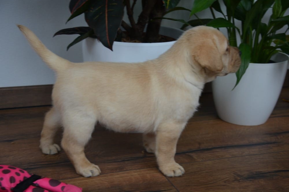 Labrador - 2 chlapečci - 6