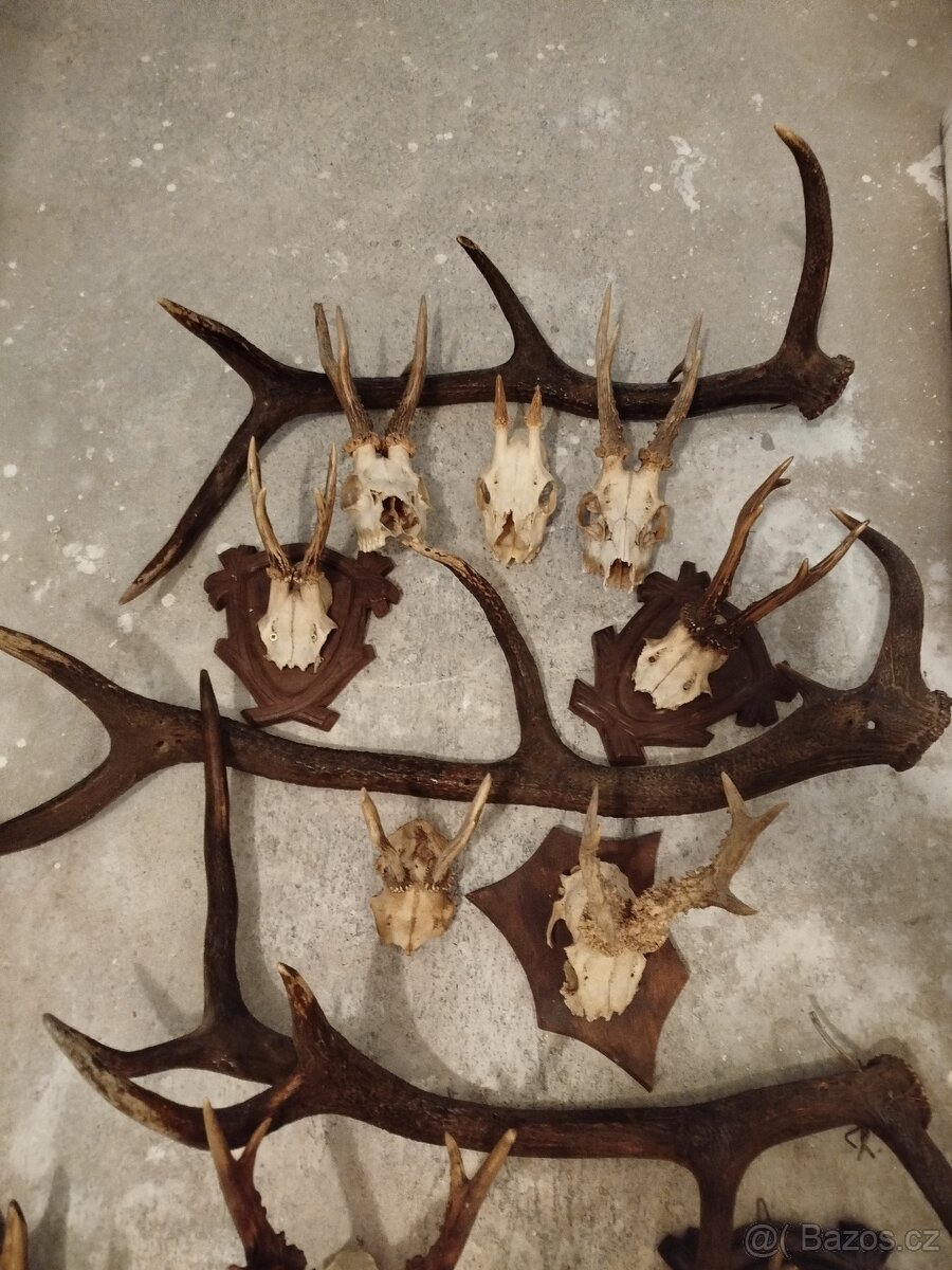 Jelení + srnčí - 6