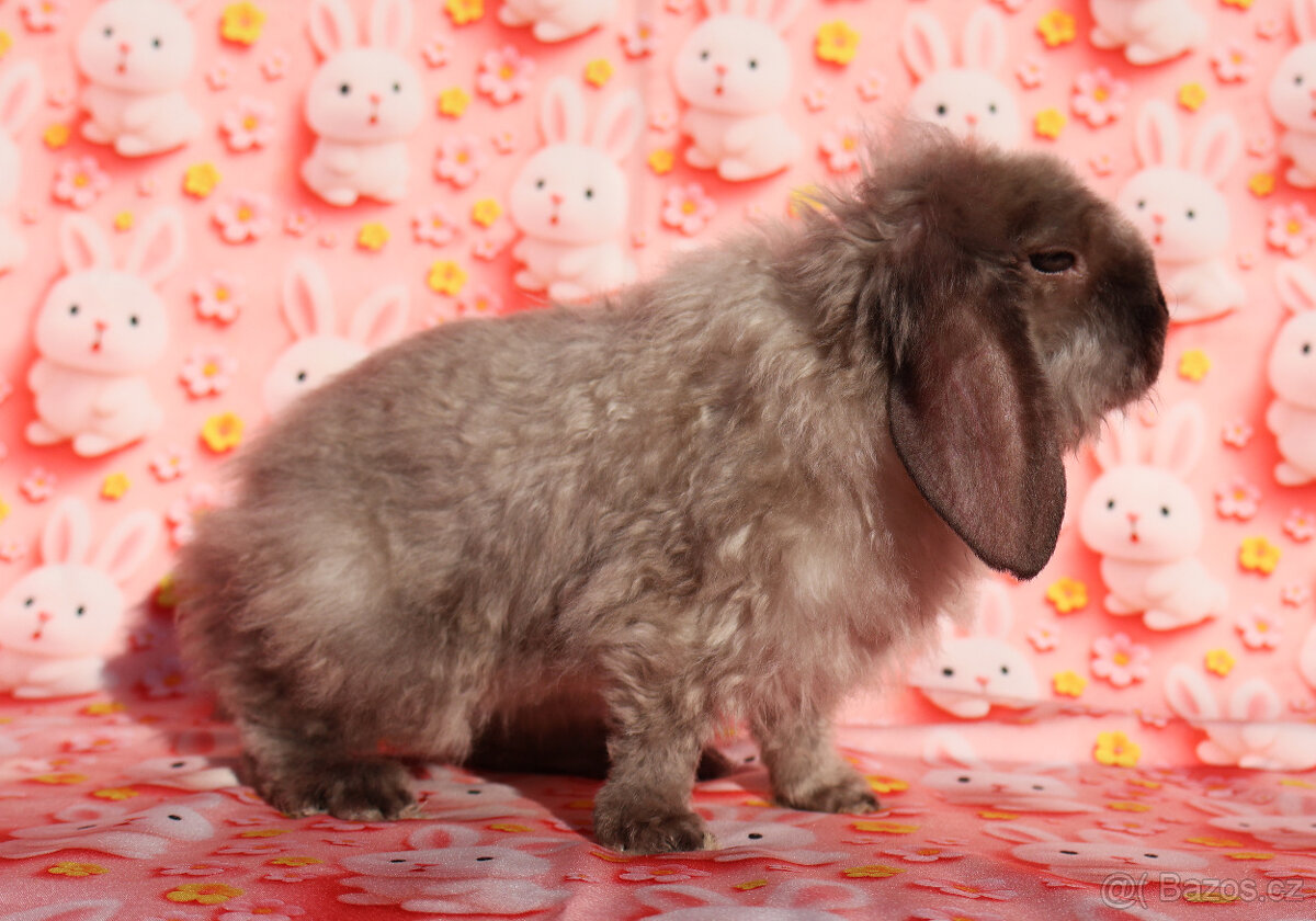 Zakrslý satén rex LT beránek sameček . - 6