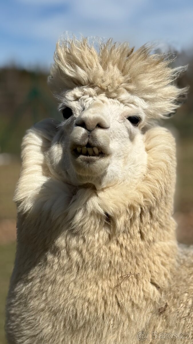 Alpaca samci - 6
