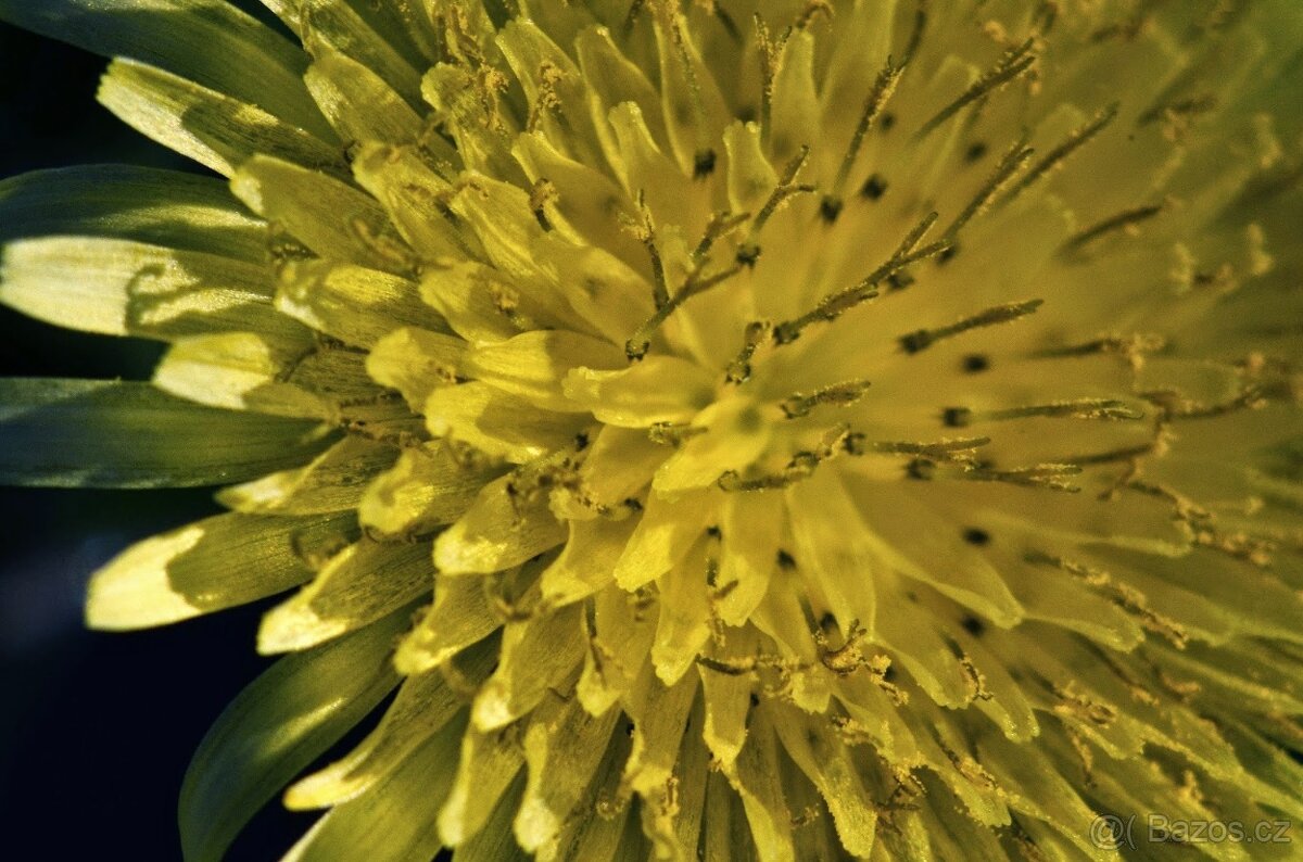 Canon EF: Voigtlander Macro AF 100 mm f/3.5 - 6