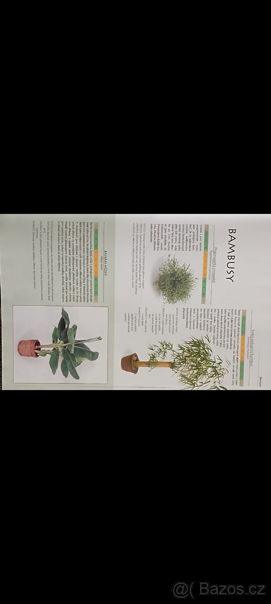 Pokojové rostliny - 6