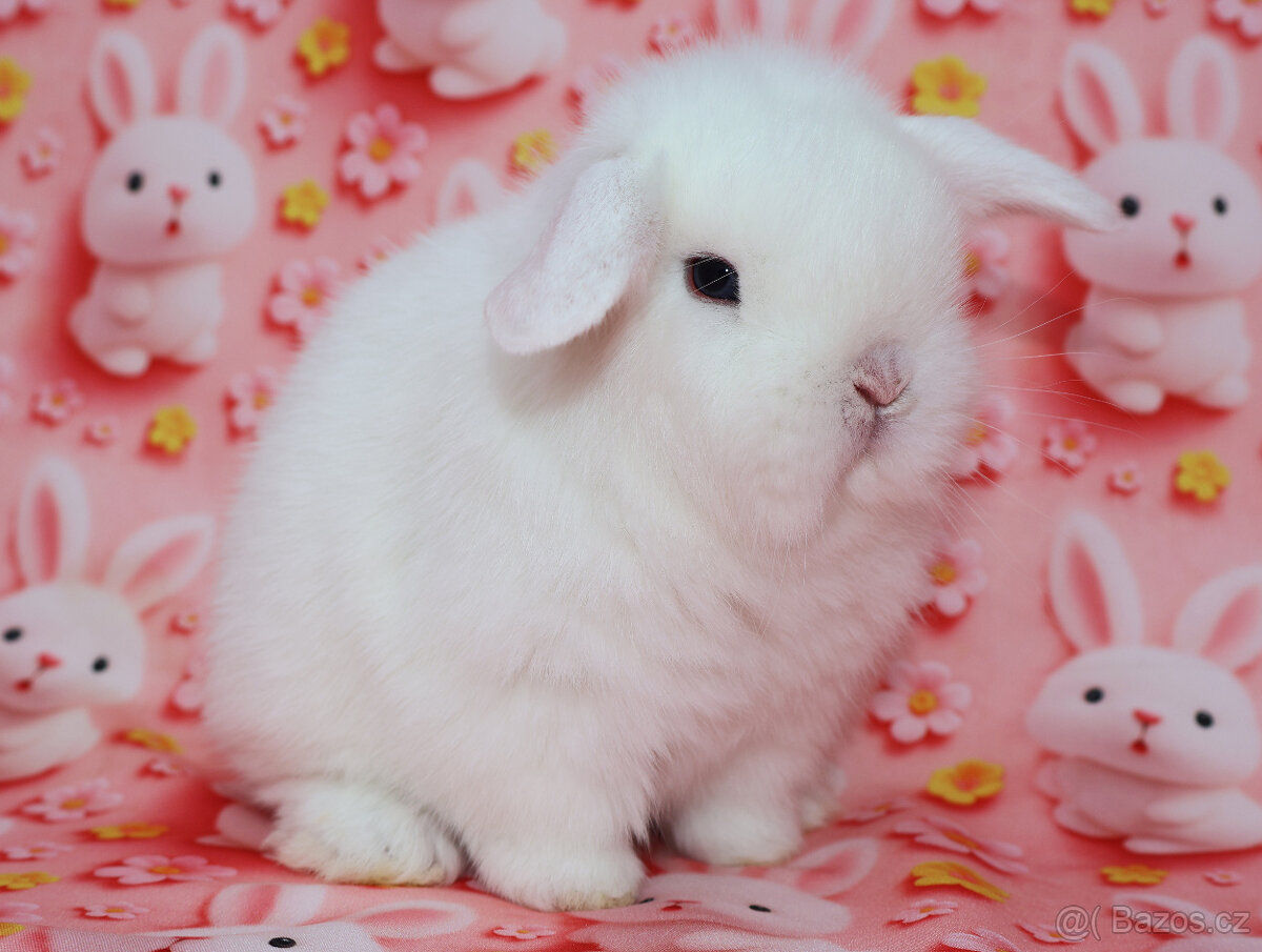 MiniLop beránek modrooký sameček - 6