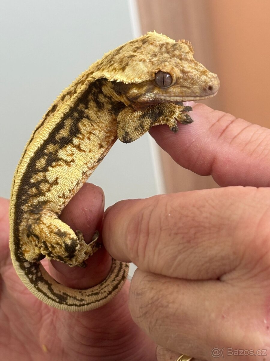 Pagekon řasnatý sameček Full Pinstripe 23g - 6