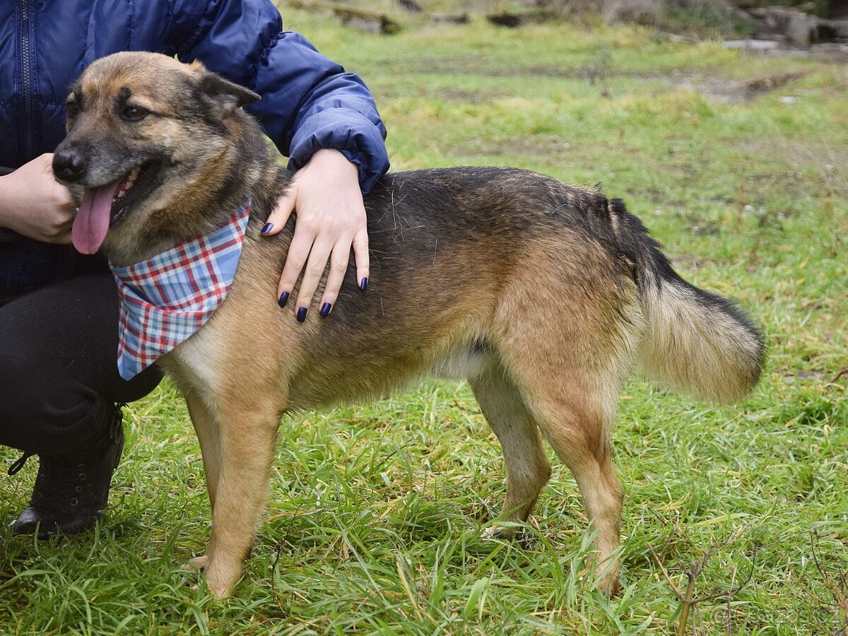 Raudi hledá domov - 6