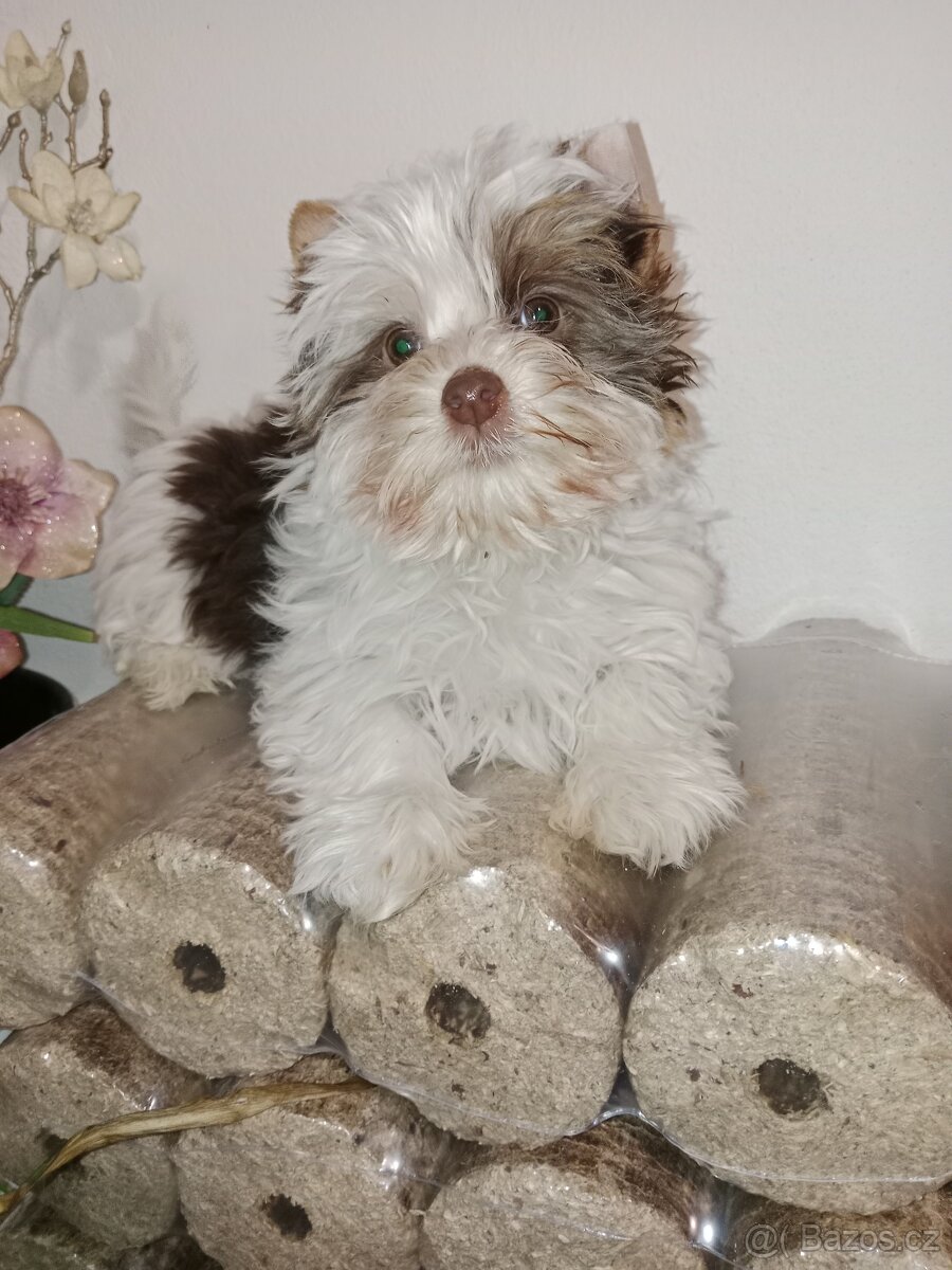 Jorkšírský teriér s pp - 6