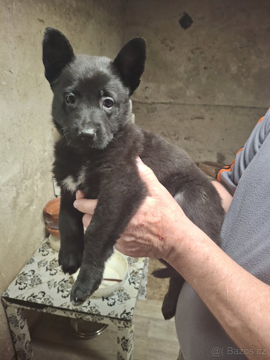 Německý ovčák štěňata bez PP - 6