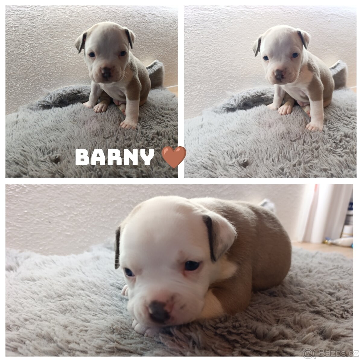 American Bully Standard - 6