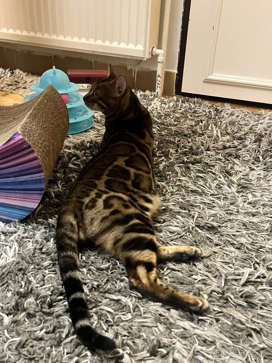 Bengálská kočka - 6