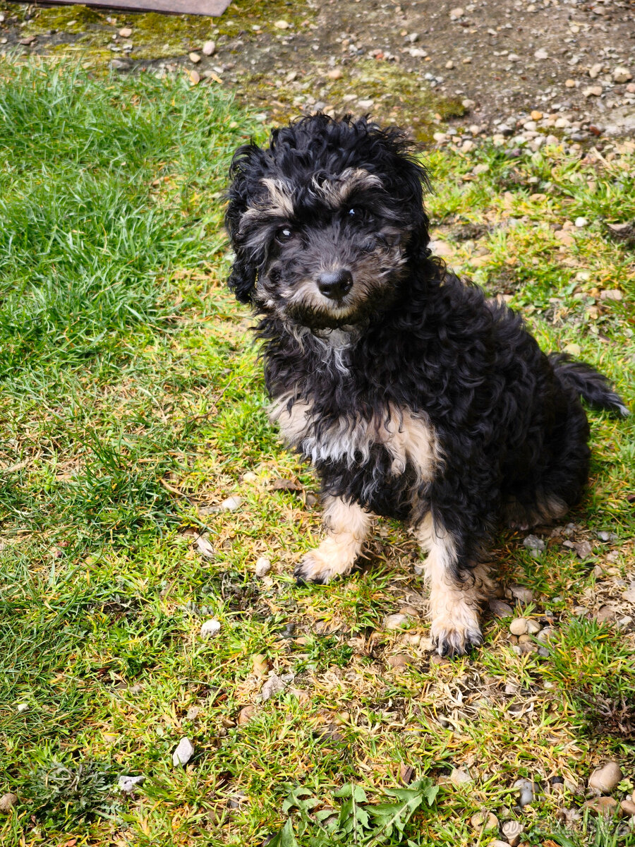 pudl trpasličí - 6