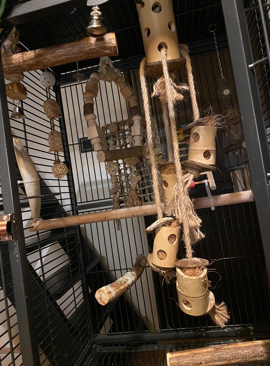 Ara Nobilis - Ručně dokrmené mimino / Samička DNA test - 6