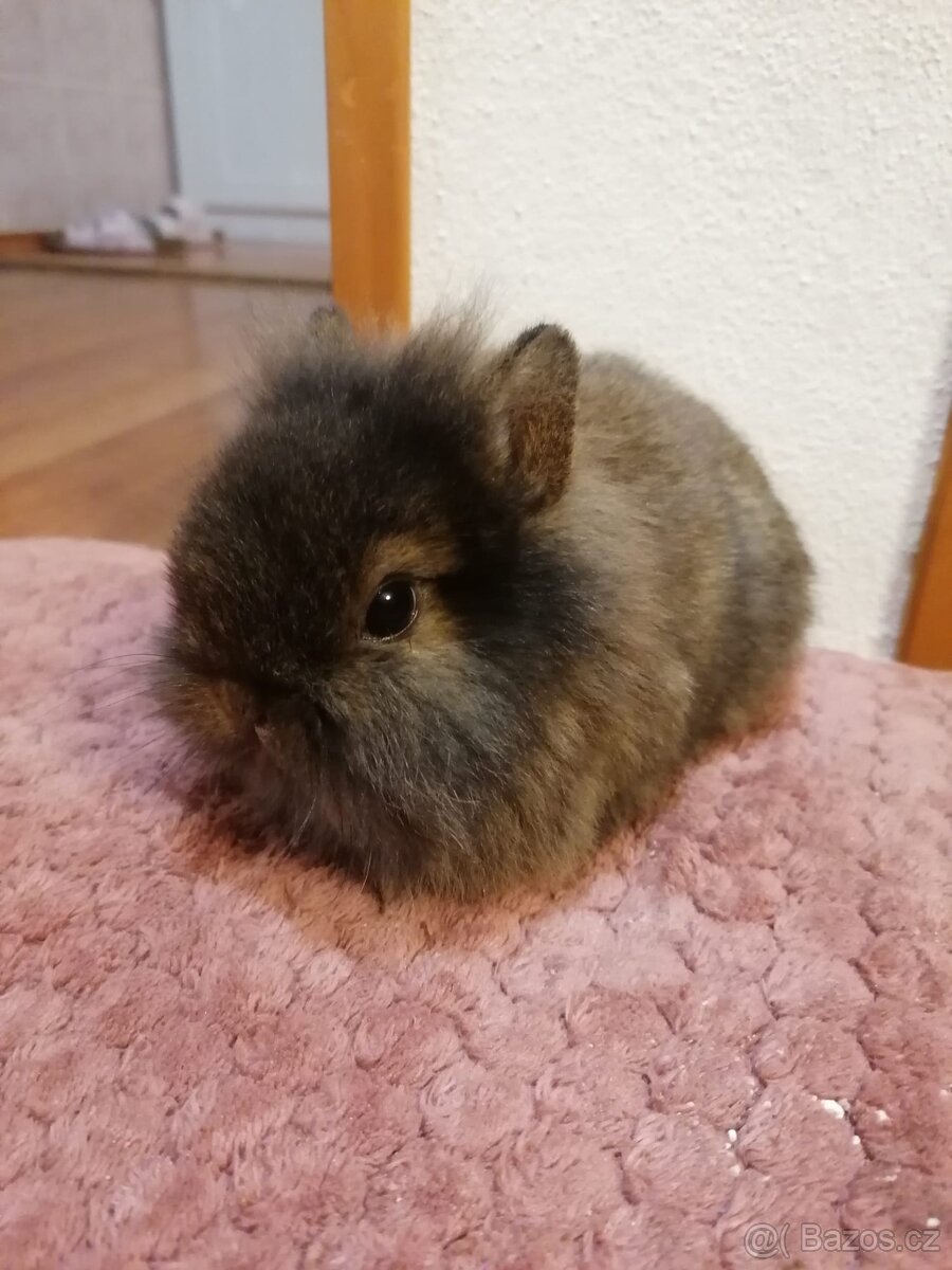 Zakrslý králíček - 6