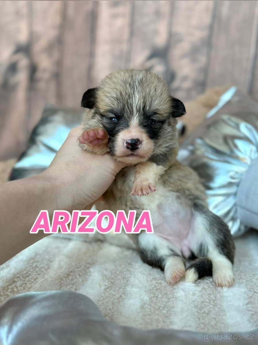 Welsh Corgi Pembroke - 6