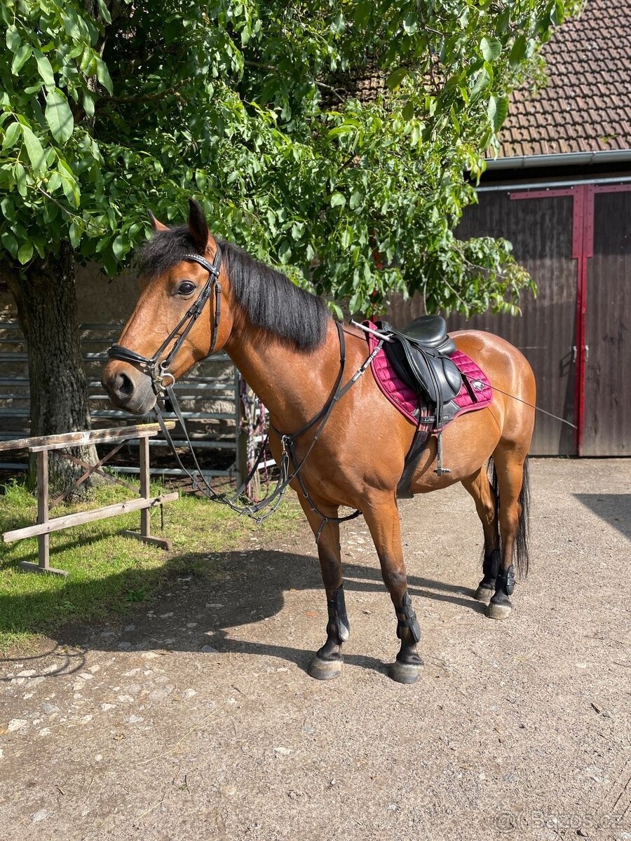 Sportovní PONY B - 6