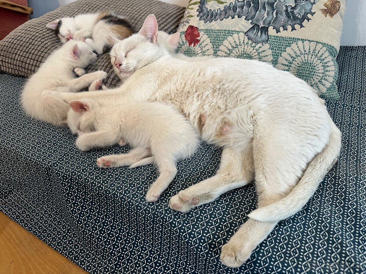 Bílá koťata, otec turecká angora bez PP - 6