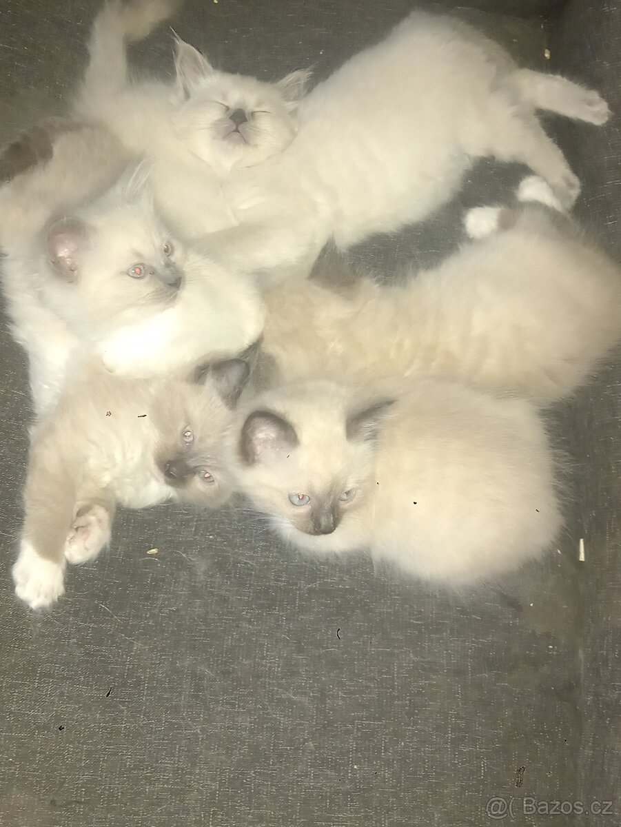 Ragdoll koťata - 6